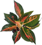 Aglaonema “Suksomjai Pong Tricolor”Wholesale Set of 10 Plants