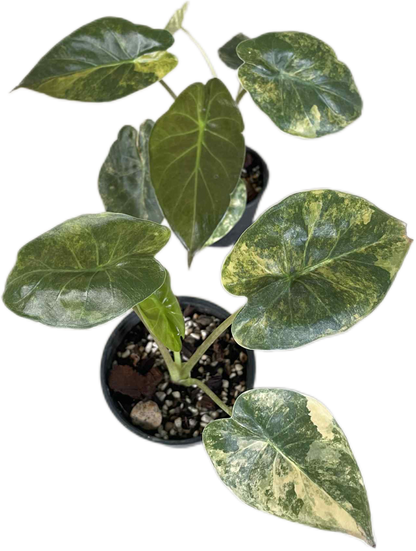 philodendron wentii Buy Alocasia Wentii “Aurea” Variegated