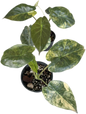 Alocasia Wentii “Aurea” Variegated Set of 5 Plants