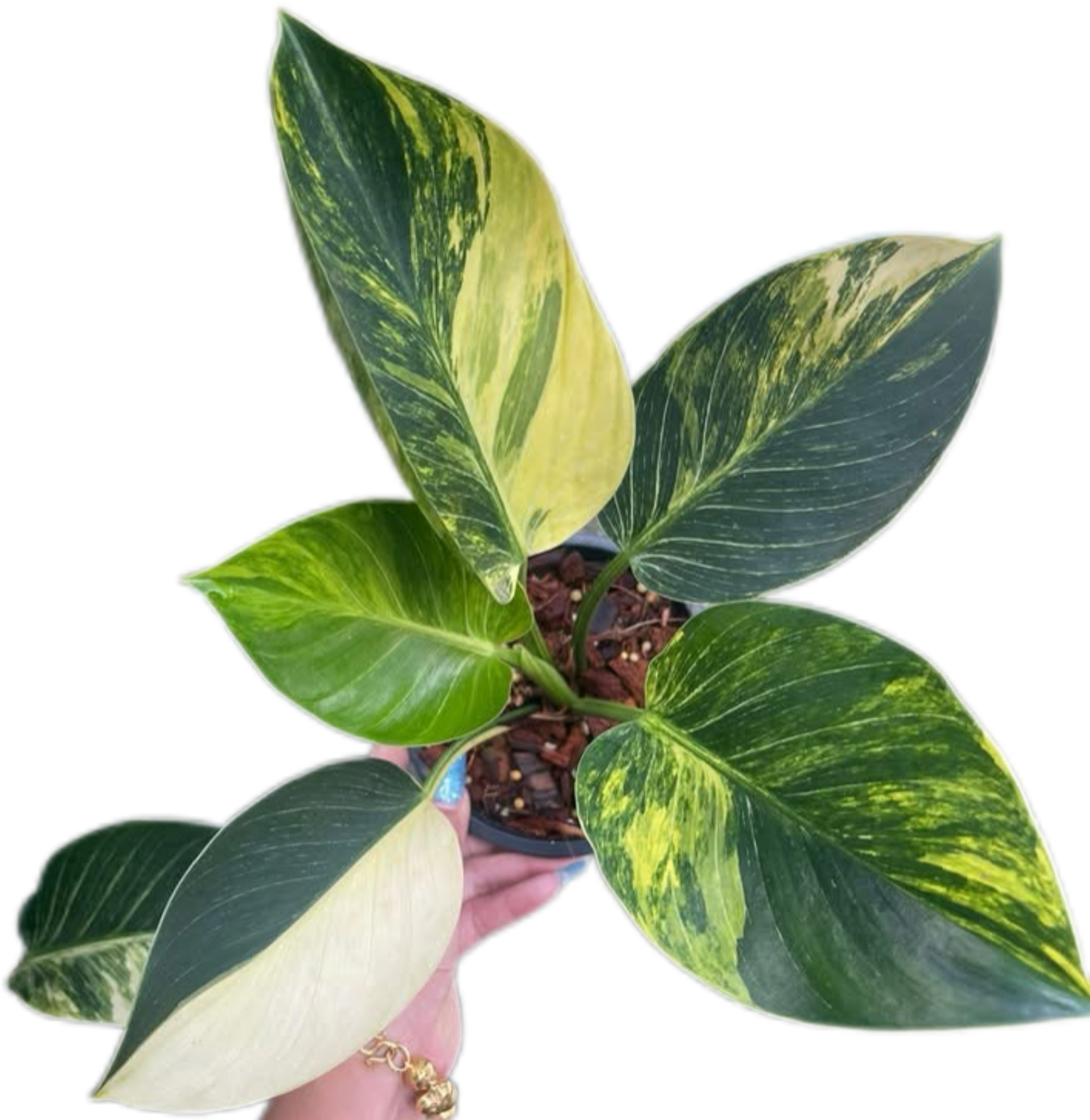 Philodendron Birkin Aurea Variegata