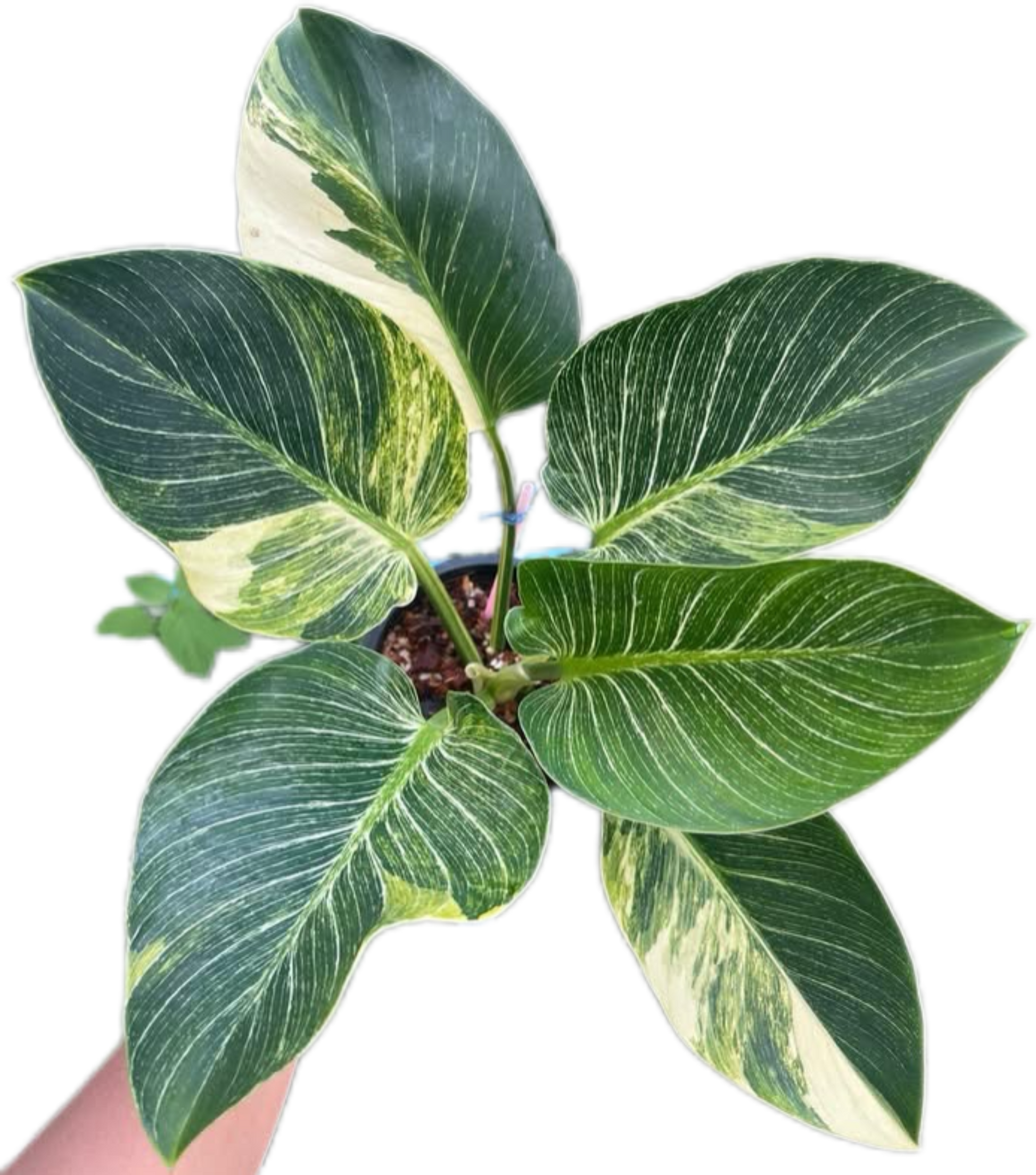 reverted birkin philodendron Buy Philodendron Birkin Aurea Variegata