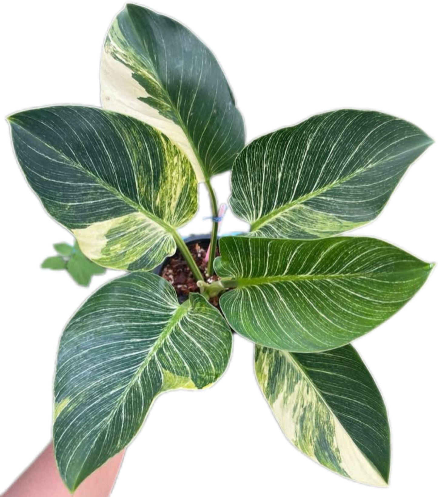 Philodendron Birkin Aurea Variegata