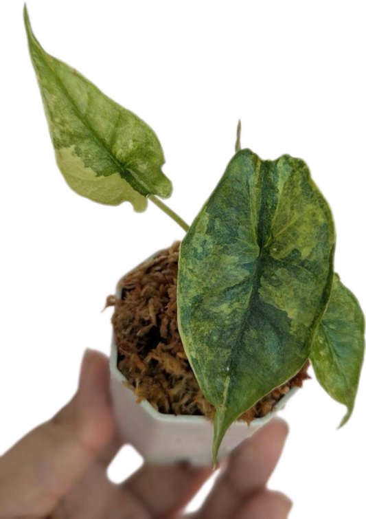 Alocasia Dragon Breath Aurea Variegated (Rare)