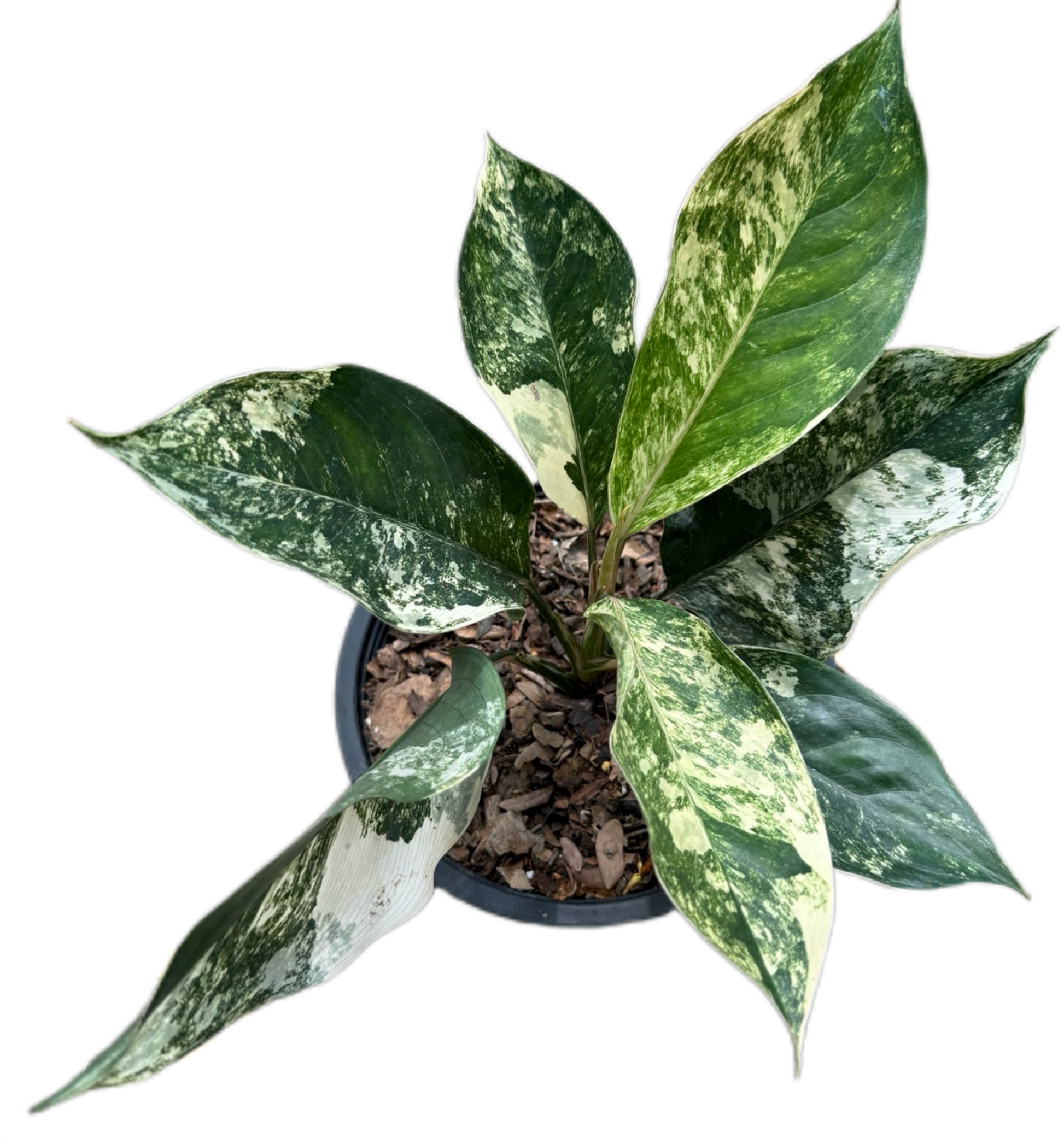 Aglaonema Siam Jade (Set of 5 Plants)