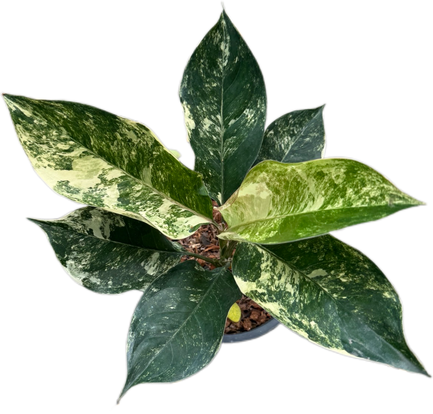 Aglaonema Siam Jade (Set of 5 Plants)