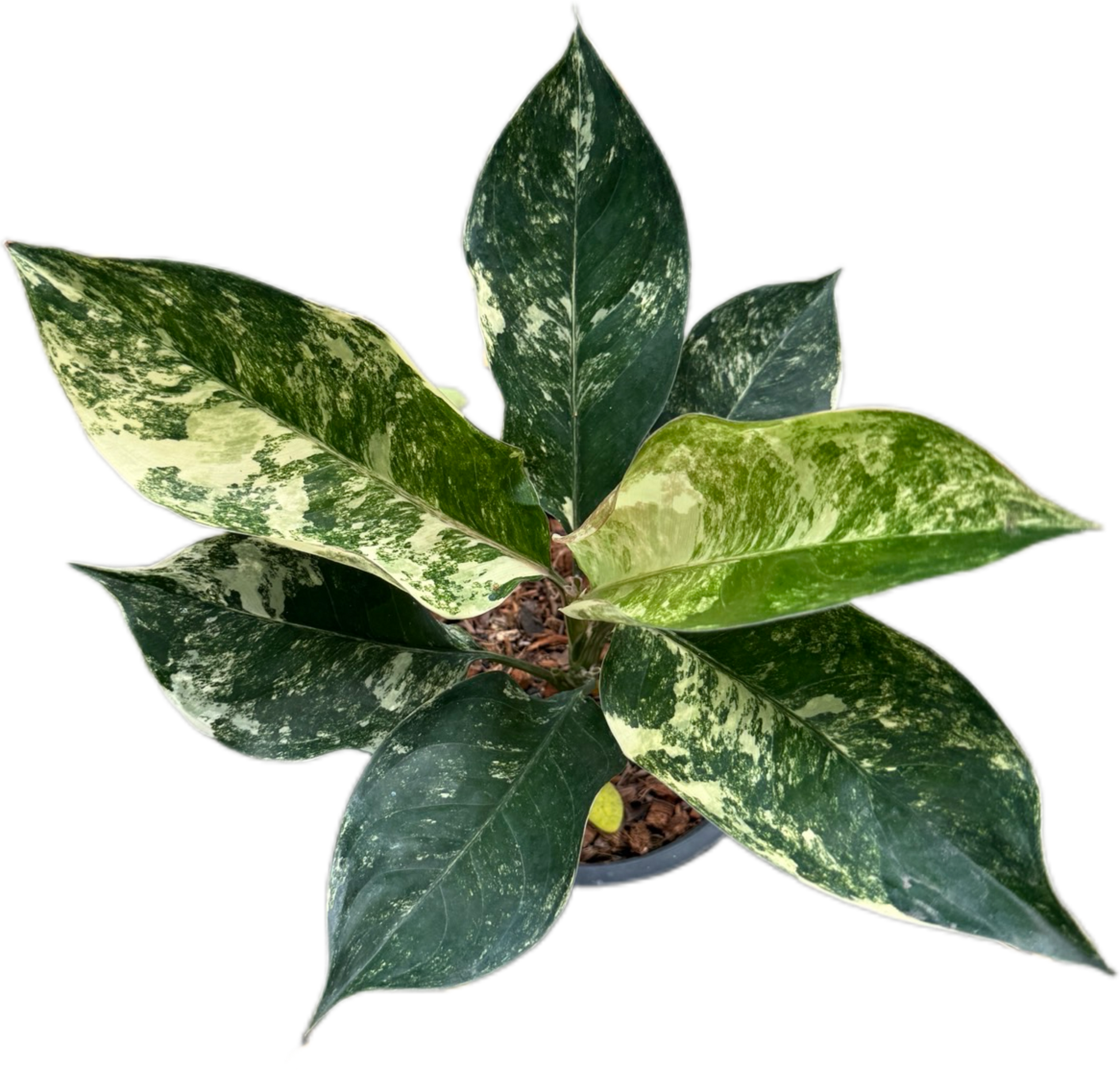 Aglaonema Siam Jade (Set of 5 Plants)