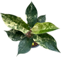 Aglaonema Siam Jade (Set of 5 Plants)