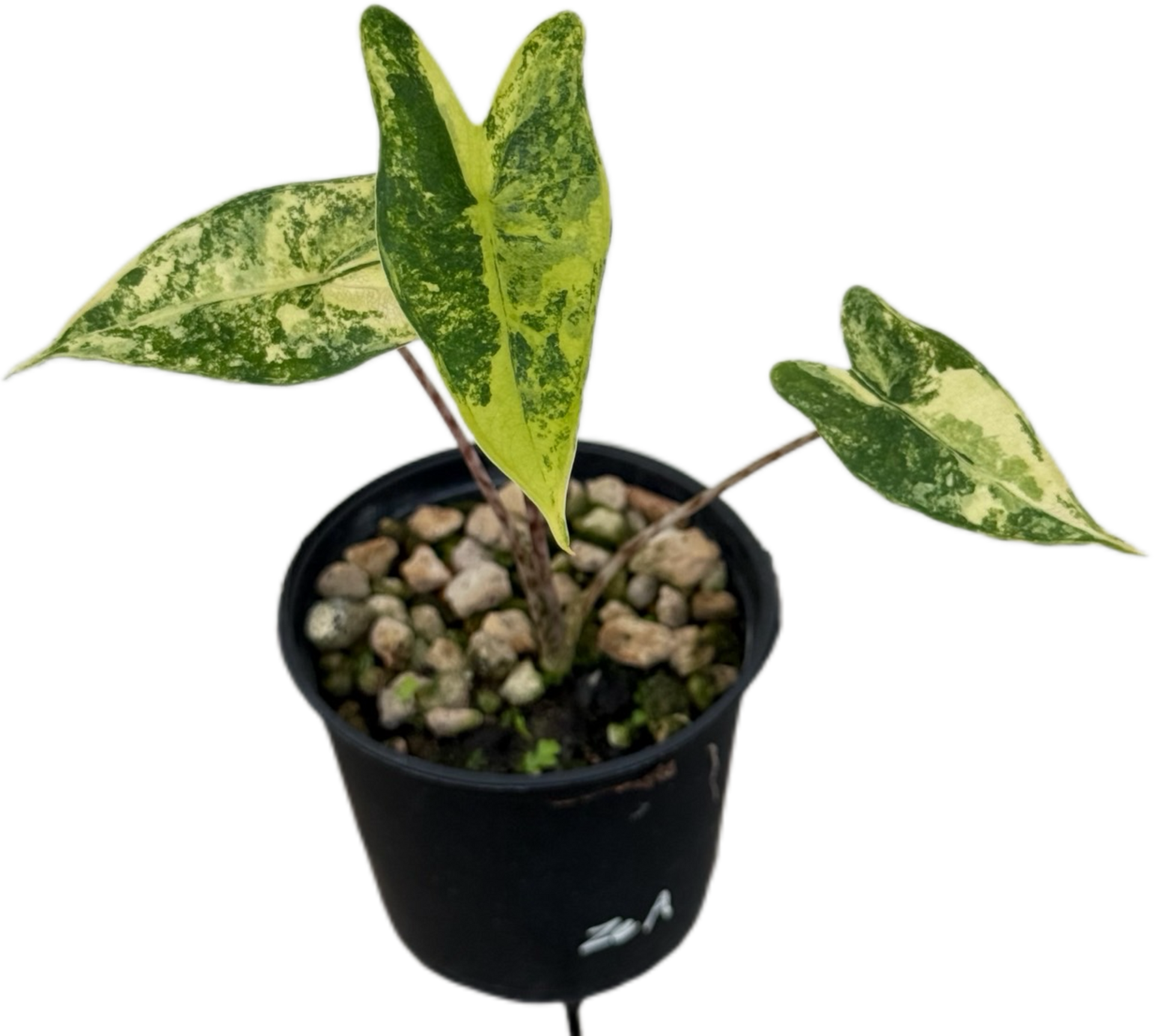 その他観葉植物 Alocasia 'Low Rider' Variegated Alocasia Low Rider Albo Variegated 4” Exact Plant – Rare Foliage