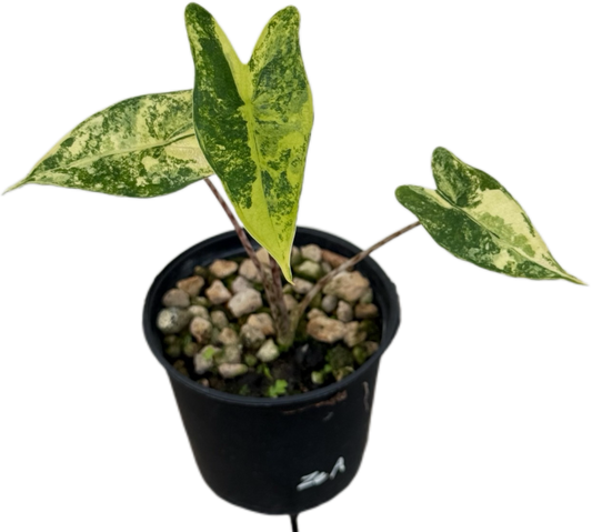 Alocasia Zebrina Aurea Variegated