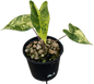 Alocasia Zebrina Aurea Variegated