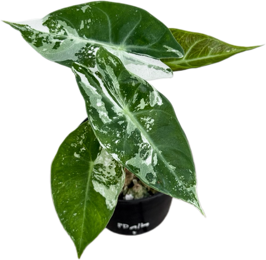 Alocasia “Pink Dragon” Albo Variegated Set of 5 Plants