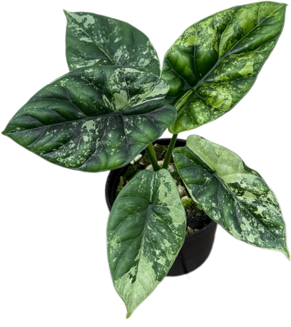 Alocasia Sinuata Variegated Set of 5 Plants