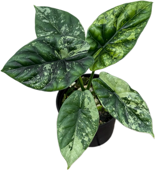 Alocasia Sinuata Variegated Set of 5 Plants