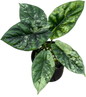 Alocasia Sinuata Variegated Set of 5 Plants