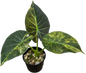 Alocasia Regal Shield Aurea Variegated Set of 3 Plants