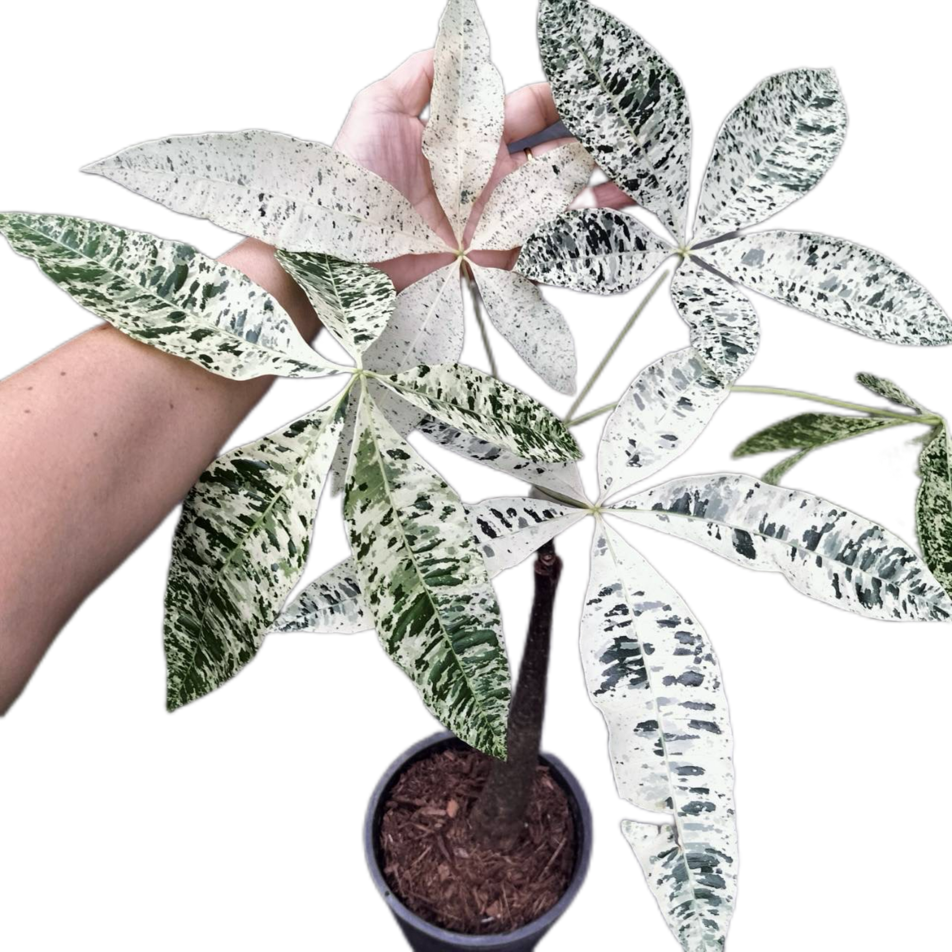 money tree for sale Buy Scindapsus Rubicon Aurea – Set of 3