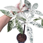 Pachira Aquatica (Money Tree) Variegated Set of 5 Plants Wholesale