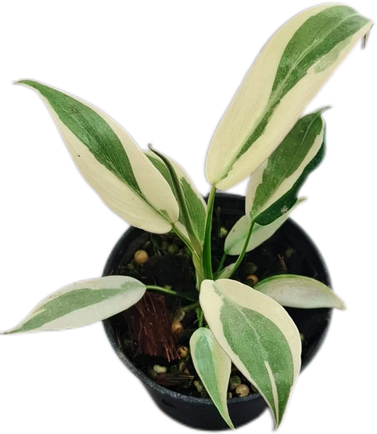 Philodendron Longilobatum ‘Lelano Miyano’ Variegated