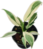 Philodendron Longilobatum ‘Lelano Miyano’ Variegated