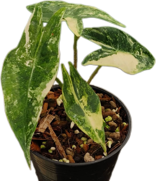 Alocasia Longiloba Albo Variegated
