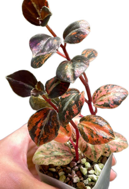 Peperomia Metallic Orange – Wholesale Set of 3 Plants