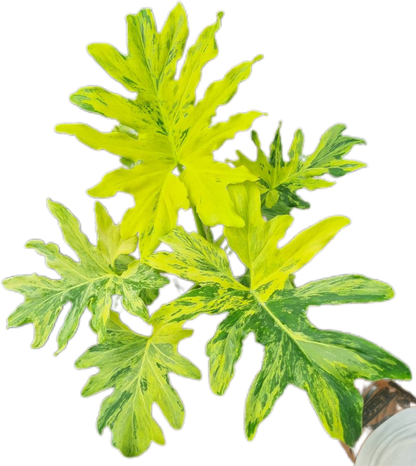 Philodendron Selloum Variegated