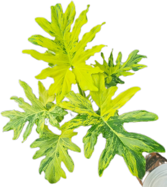 Philodendron Selloum Variegated