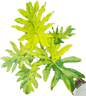 Philodendron Selloum Variegated