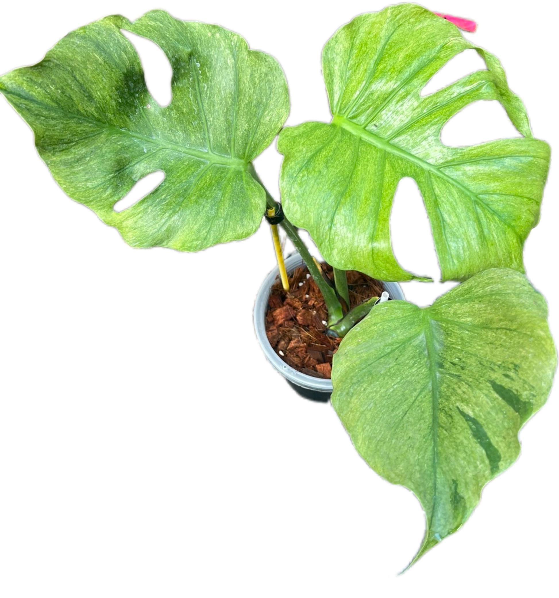 Monstera deliciosa “Octopus” Variegated