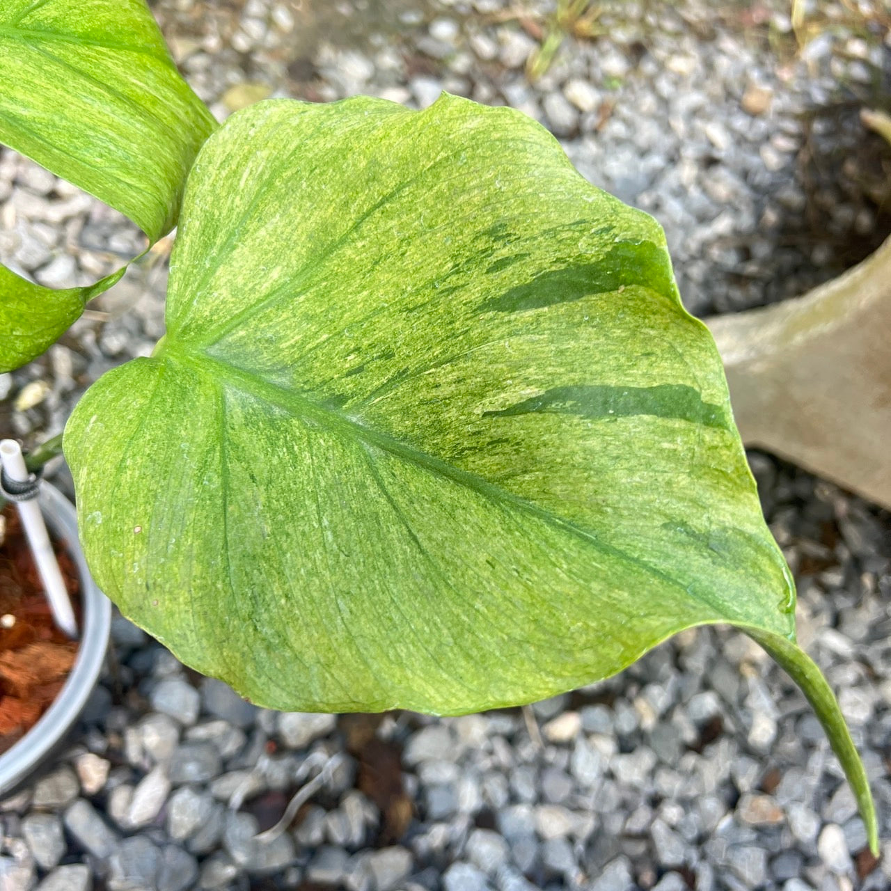 Monstera deliciosa “Octopus” Variegated