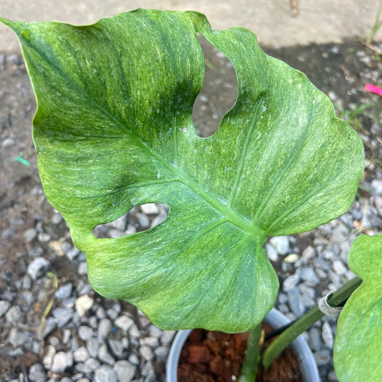 Monstera deliciosa “Octopus” Variegated