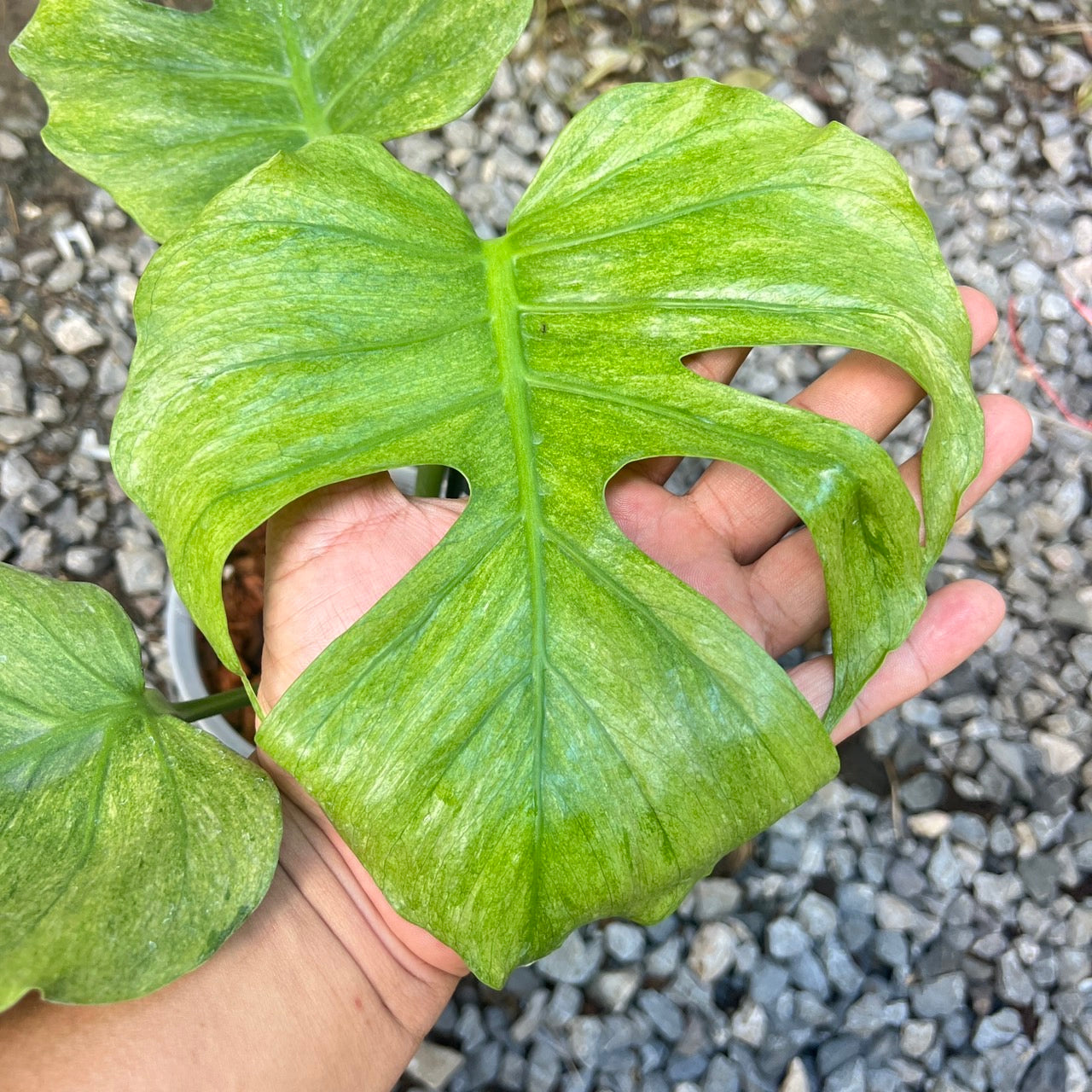 Monstera deliciosa “Octopus” Variegated