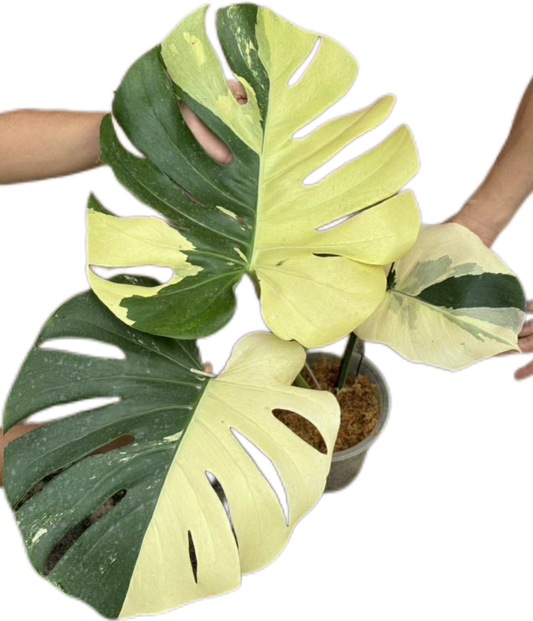 Monstera deliciosa “Blue Mint” Variegated (Rare)