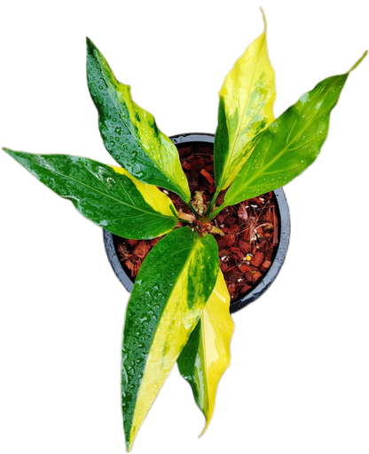 Anthurium Plowmanii Gold Aurea Variegated