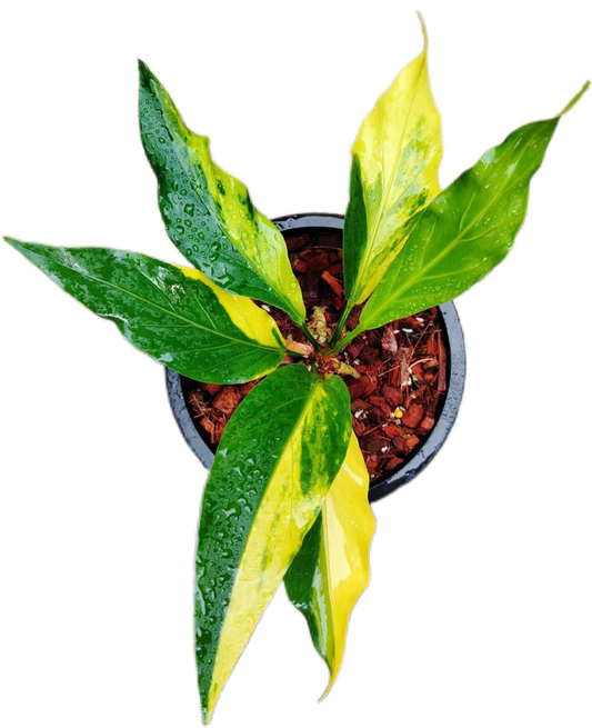 Anthurium Plowmanii Gold Aurea Variegated