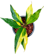 Anthurium Plowmanii Gold Aurea Variegated