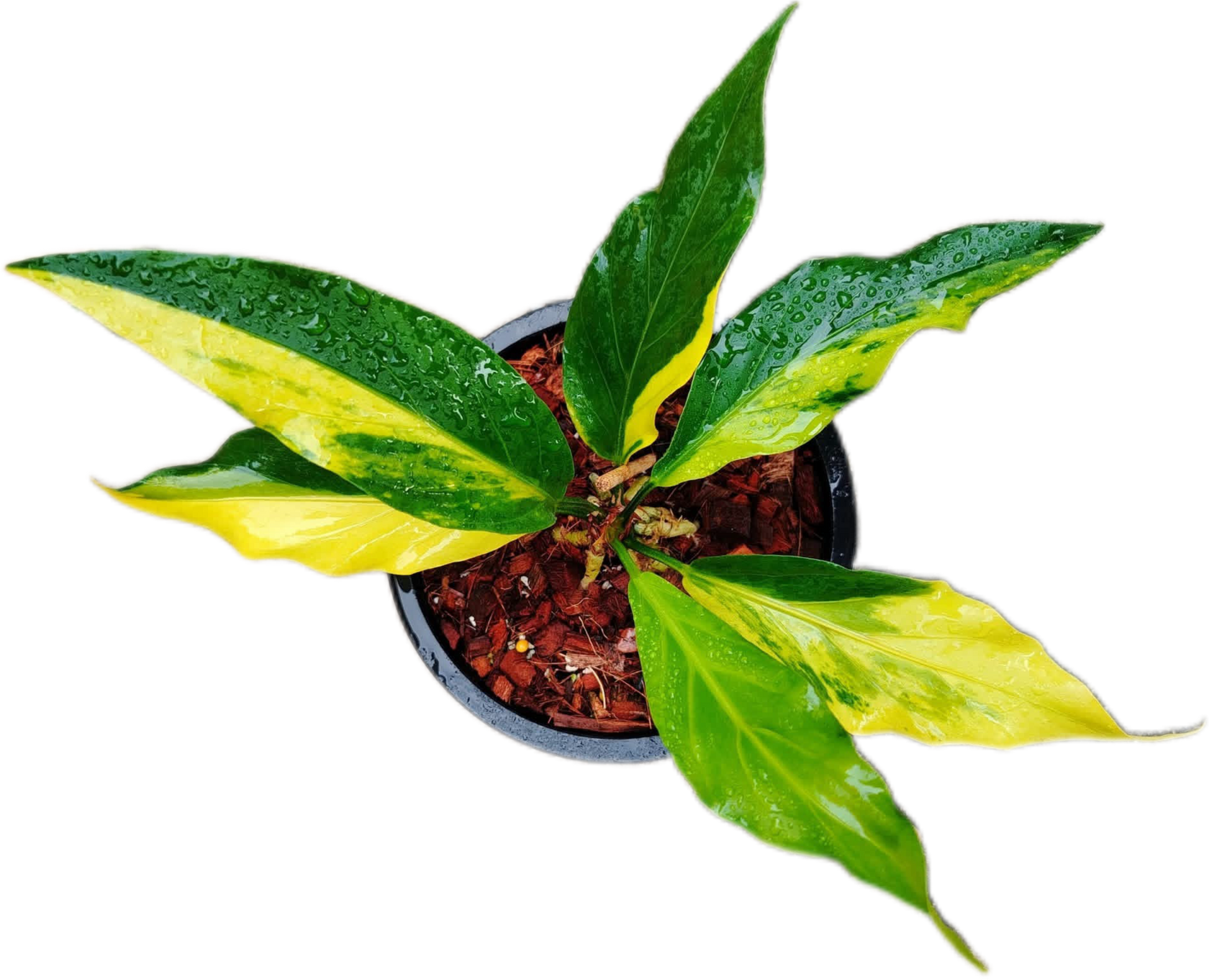 Anthurium Plowmanii Gold Aurea Variegated