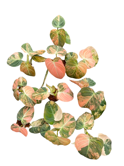 Philodendron Melanochrysum ‘Orange Bonfire’ Variegated – Set of 5 Plants