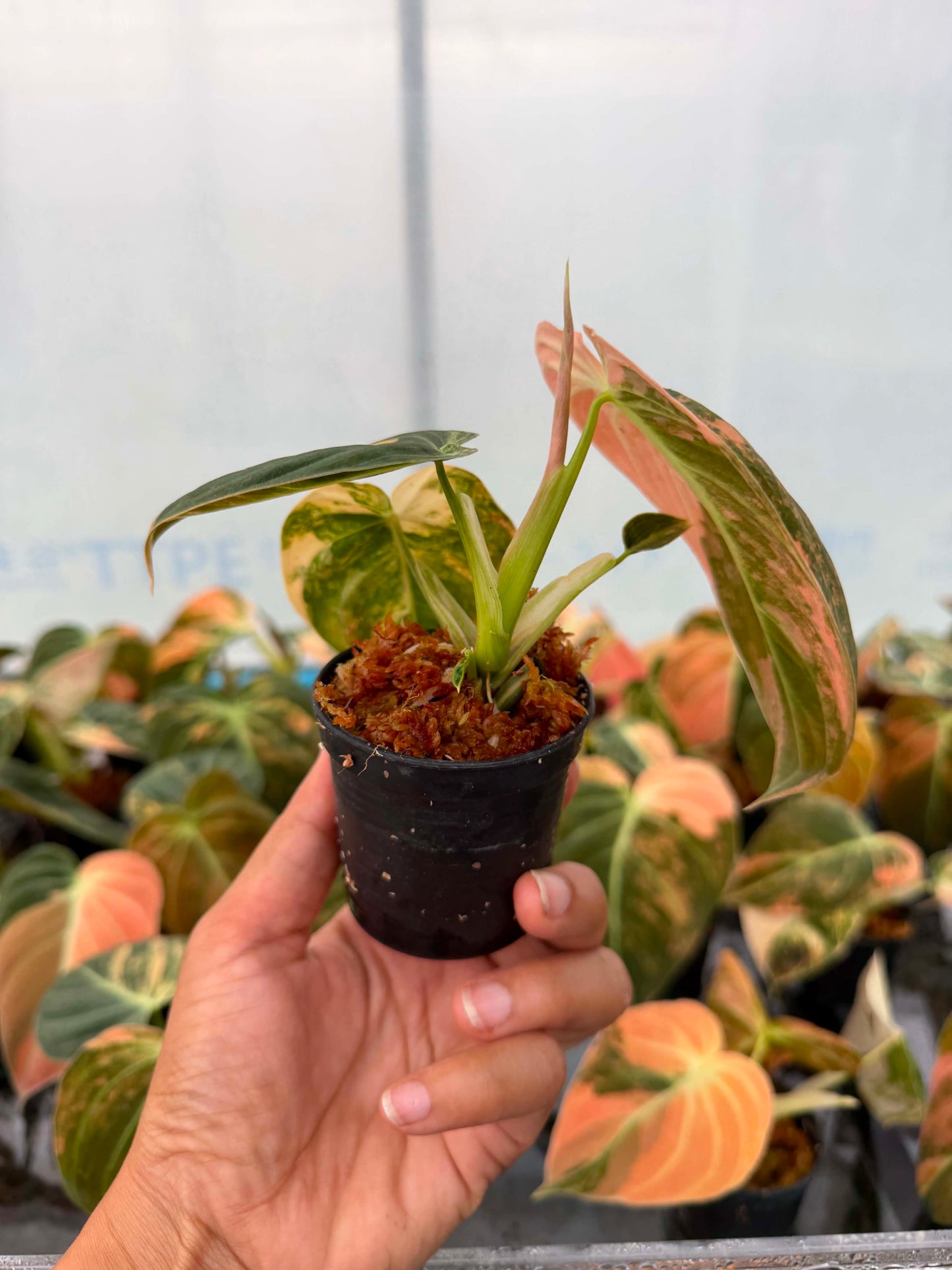 Philodendron Melanochrysum ‘Orange Bonfire’ Variegated – Set of 5 Plants