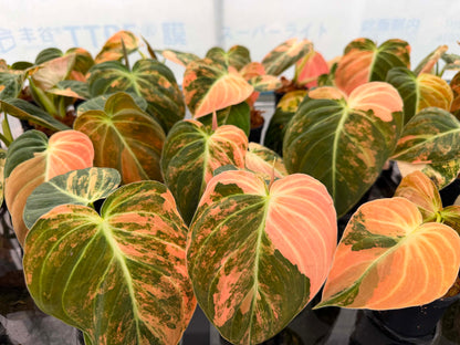 Philodendron Melanochrysum ‘Orange Bonfire’ Variegated – Set of 5 Plants