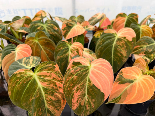 Philodendron Melanochrysum ‘Orange Bonfire’ Variegated – Set of 5 Plants