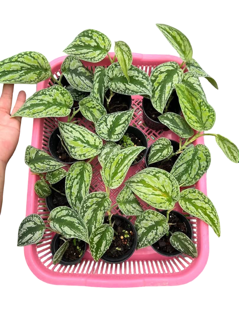 Scindapsus Tricolor Borneo — Set of 10 Plants