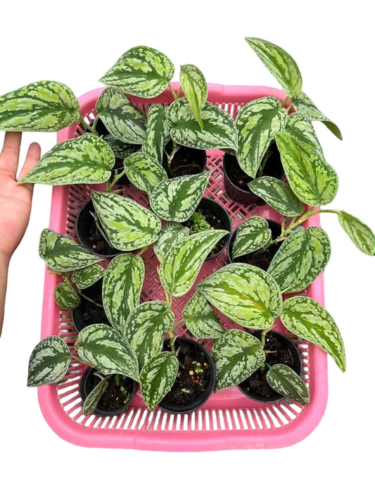 Scindapsus Tricolor Borneo — Set of 10 Plants