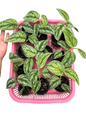 Scindapsus Tricolor Borneo — Set of 10 Plants