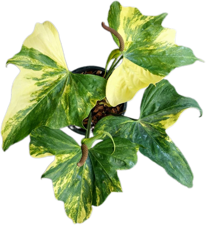 Anthurium Pterodactyl Variegated