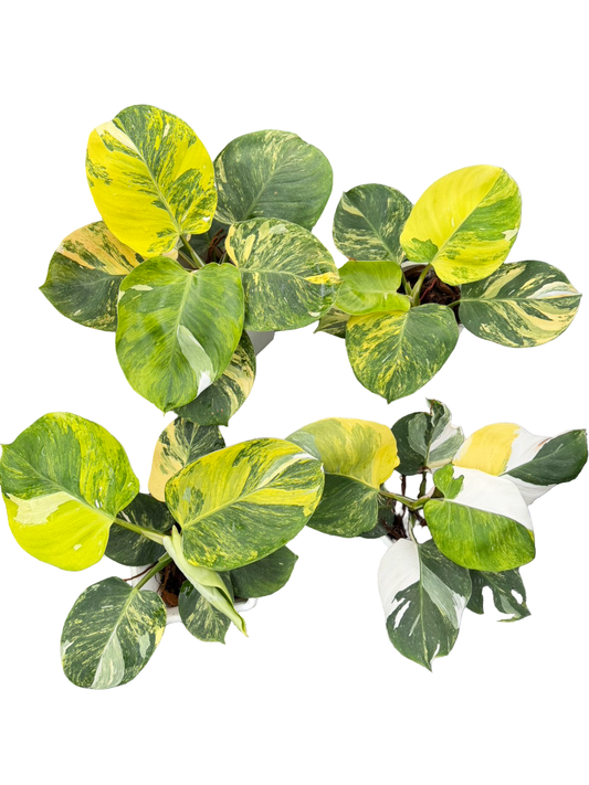 Philodendron White Wizard Tricolor Variegated