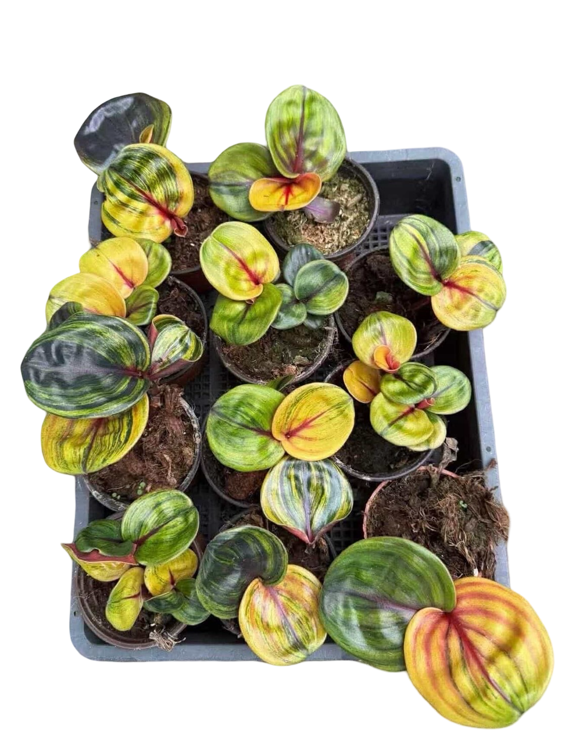 Geogenanthus ciliatus “Aura Flame”