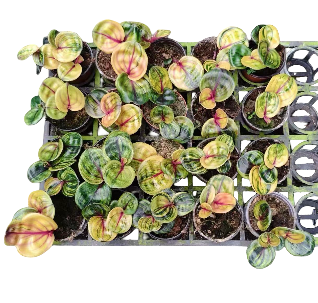 Geogenanthus ciliatus “Aura Flame”