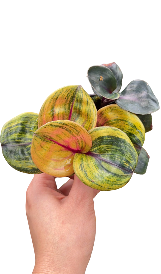 Geogenanthus ciliatus “Aura Flame”