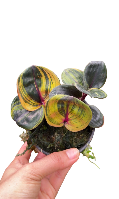 Geogenanthus ciliatus “Aura Flame”